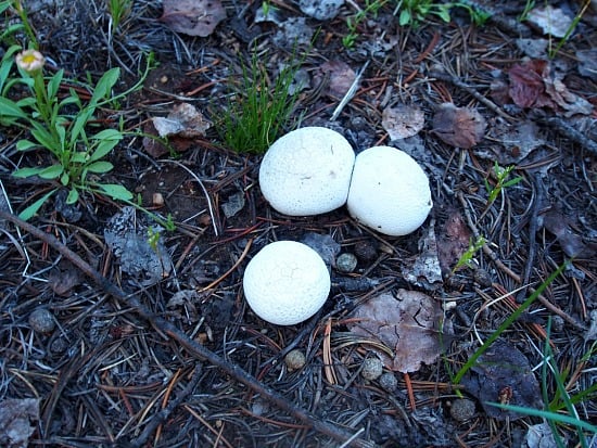 These are baby puffball mushrooms. Can you imagine that they can get to be the size of your head? Sadly, we looked hard to find the giant western puffballs but came up short in that department! Next time though! 