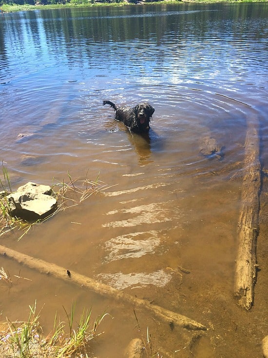One happy dog! Lucky guy got to go for a swim! 