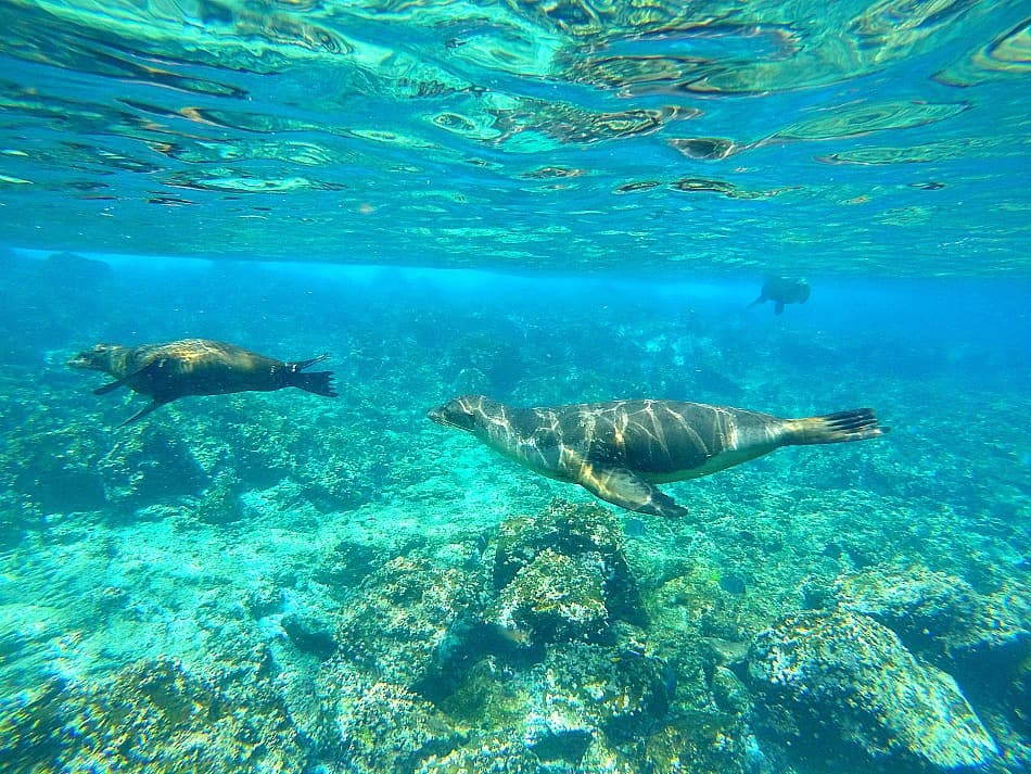 Sea Lions, Galapagos