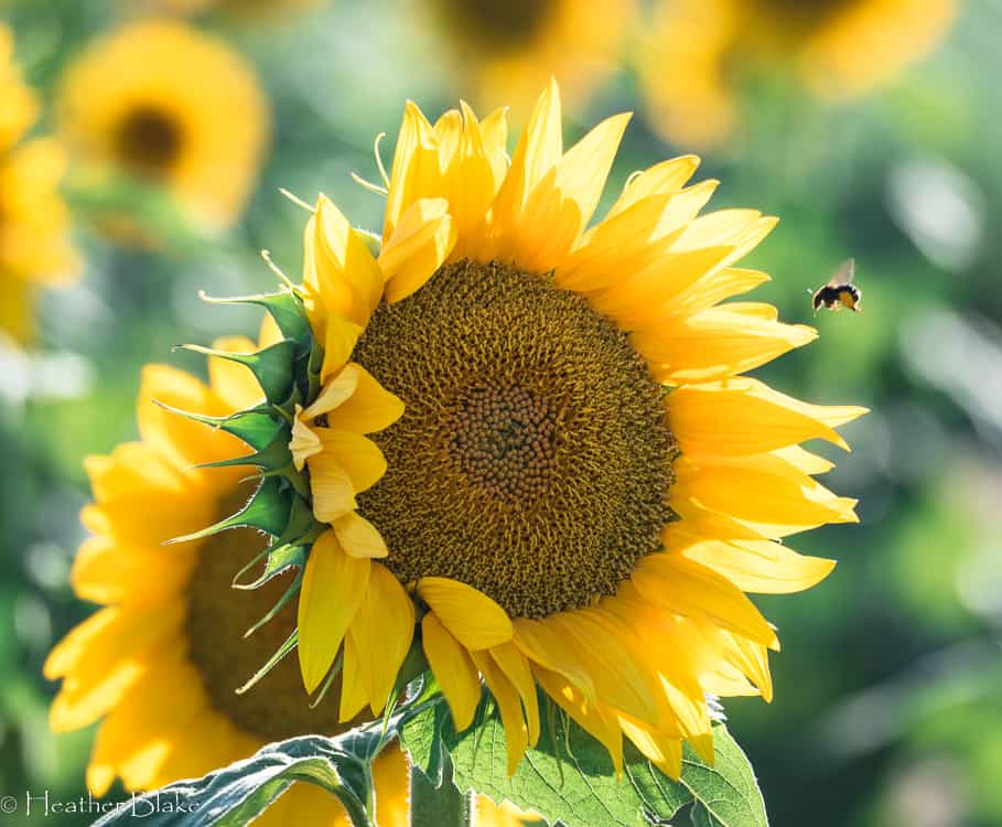 Sunflower with a bee